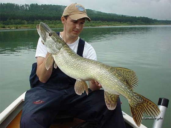 Fränkischer Freiwasserhecht