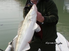 Zander 73cm