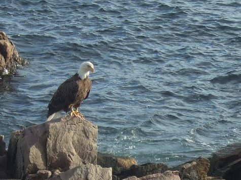 Eagle