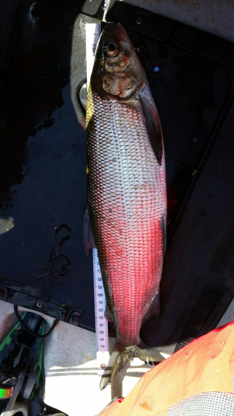 45cm Bodensee 19.4.