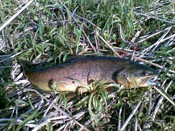 Kleines Gummi - großer Fisch