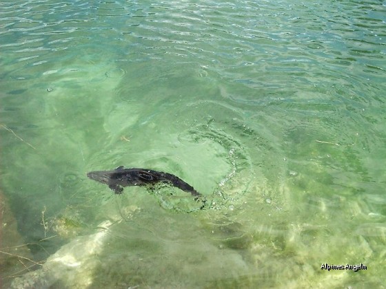 Fische fangen und verwerten - 03