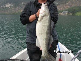 Zander 95cm, 8kg Wolfgangsee