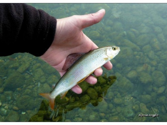 Sava Bohinjka 05