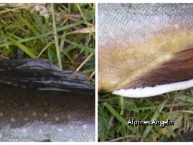 Saiblingsvergleich 04