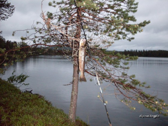 Nächtlicher Norbottenöring