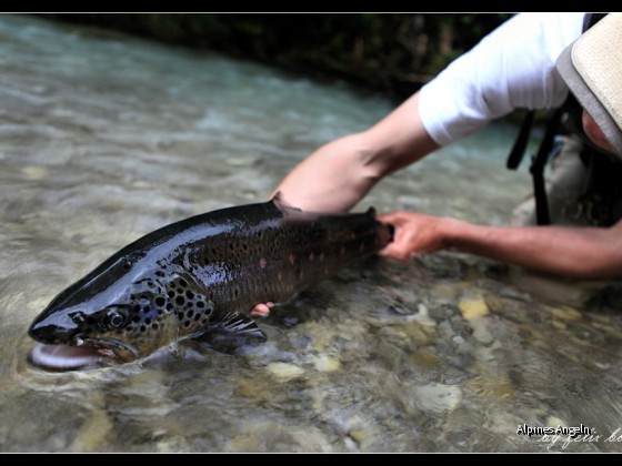 big_trout_pic_01