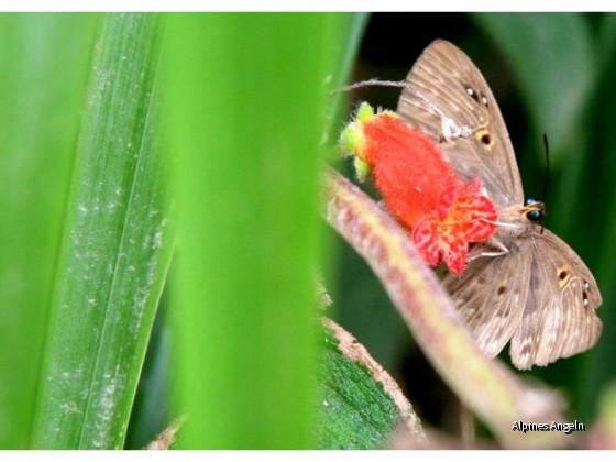 Costa Rica 34