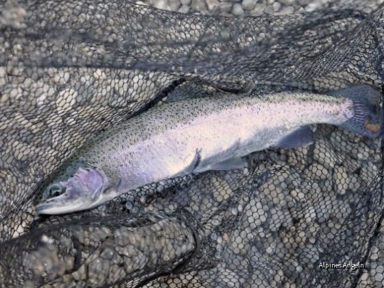 Regenbogenforelle 51 cm v. Walchensee