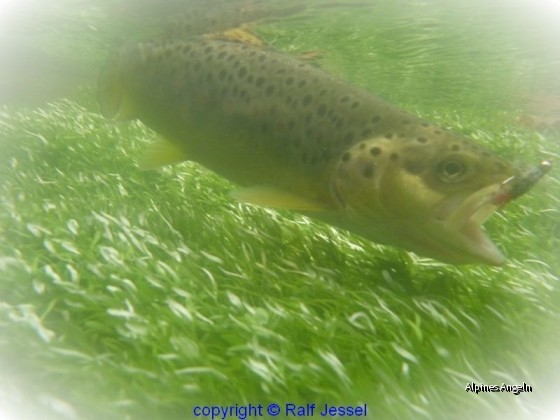 Bafo unter Wasser