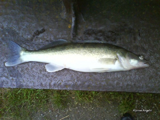 Lech-Zander 68cm