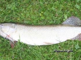 Leider nur im Gras, des Fisches nicht würdig.War alleine.
