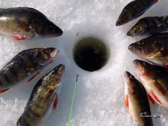 Noch passen sie durchs Eisloch (Nydalasjön)