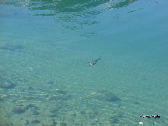 Seeforellenwochenende_Achensee_2009