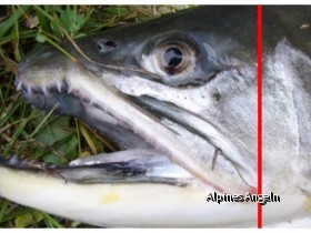 Saiblingsvergleich 01