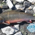 Brook Trout