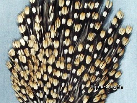 Dschungelhahn (Jungle Cock)