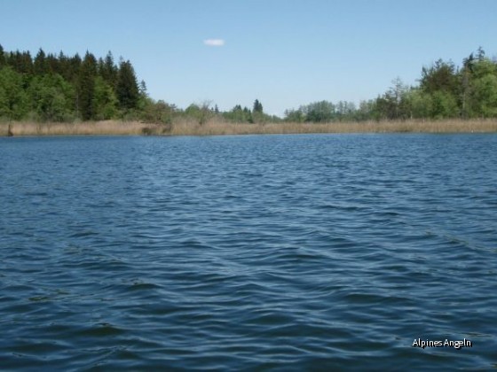 Hartsee