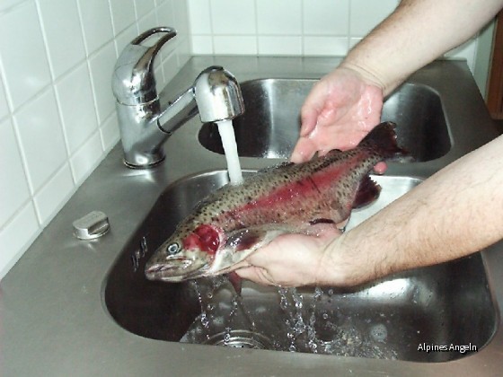 Honigfisch-02