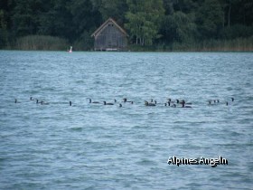 Kormorane am Wörthsee