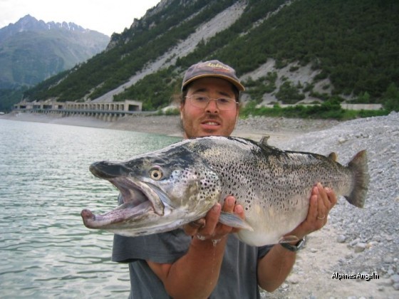 Seeforellenmilchner vom Reschenstausee in Südtirol