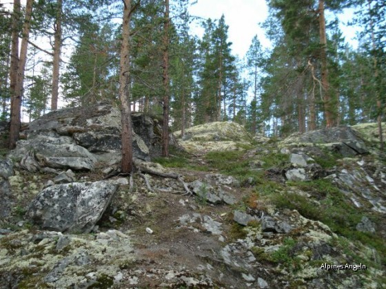 Uriger Wald