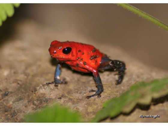 Costa Rica 28