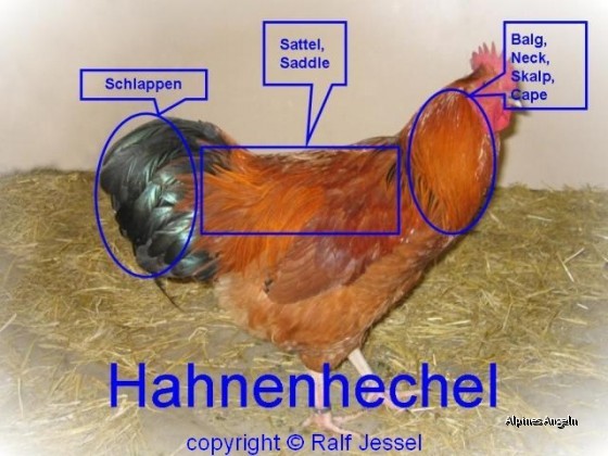 Bälge, Sättel, Hecheln