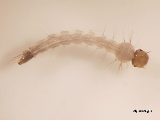 Gelbfiebermücke (Aedes aegyptii)