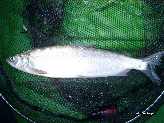 Renke 41cm